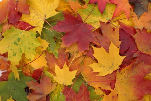 nice Autumn color background from old leaves 
