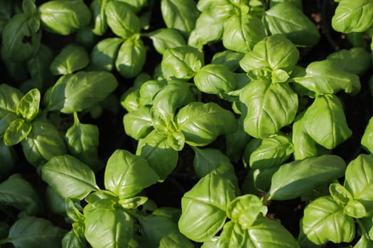 aromatic basil plants as very nice green grocery background