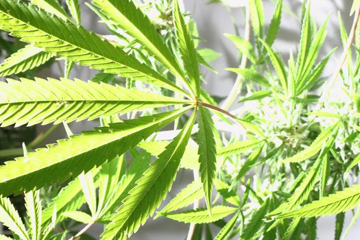 cannabis plant isolated on the white background