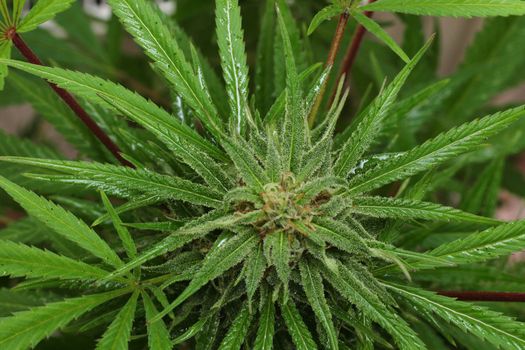 green cannabis plant as nice natural background