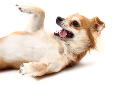 sweet chihuahua isolated on the white background