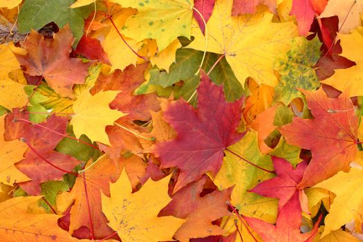 autumn leaves as very nice natural background