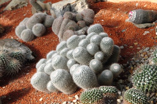 cactuses collection as very specific plant background
