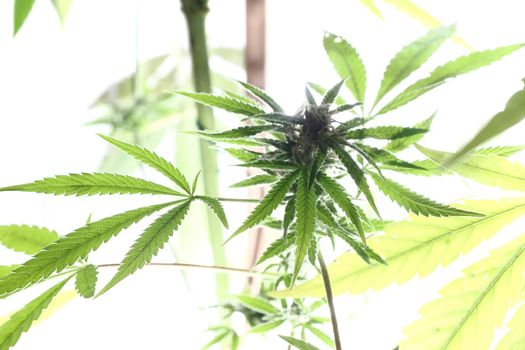 cannabis plant isolated on the white background