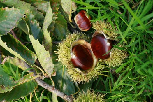 edible chestnuts as very nice natural background