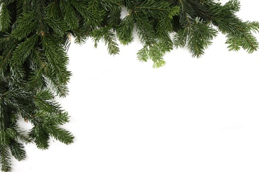 christmas green texture isolated on the white background 