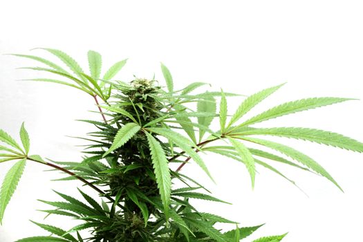 cannabis plant isolated on the white background