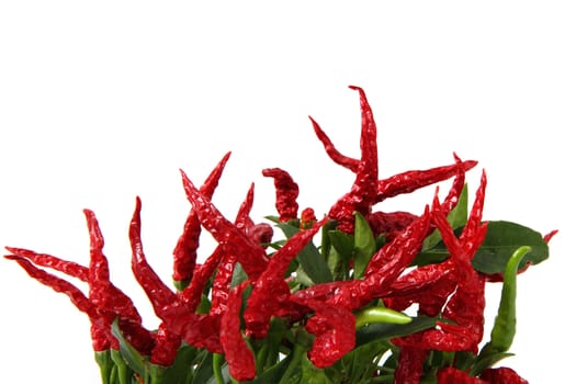 red chili isolated on the white background 
