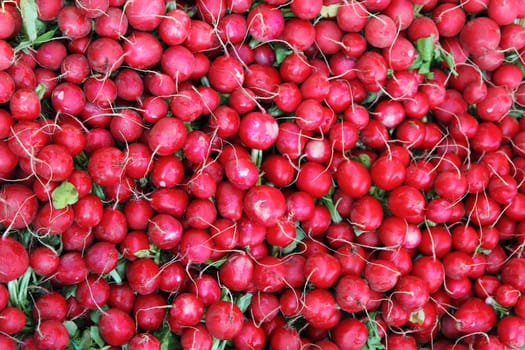fresh red radishes as nice vegetable background