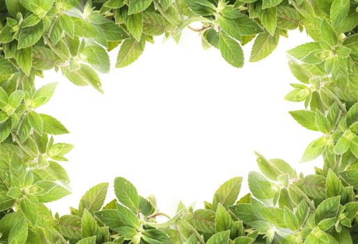 natural fresh herb  background from the mint
