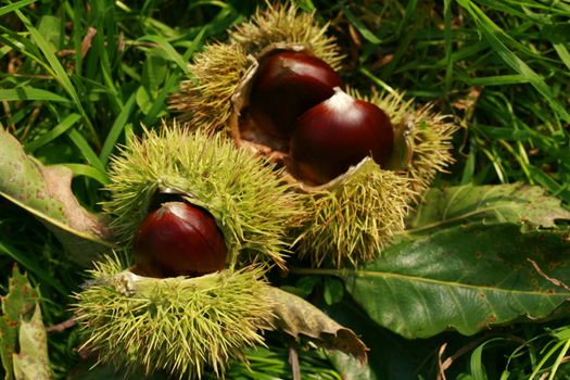 edible chestnuts as very nice natural background