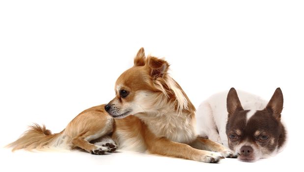 small chihuahuas isolated on the white background
