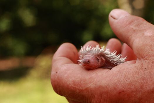 small hedgehog (newborn) in the human hand