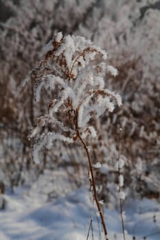 winter country wirh fresh snowas nice christmas background