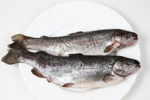 raw trout fishes isolated on the white background