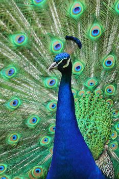nice blue and green peacock as animal background