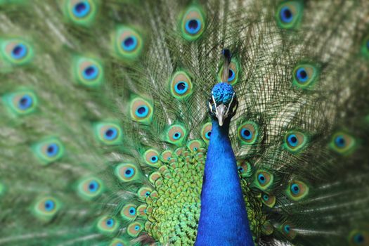 peacock with nice feathers as nice natural background