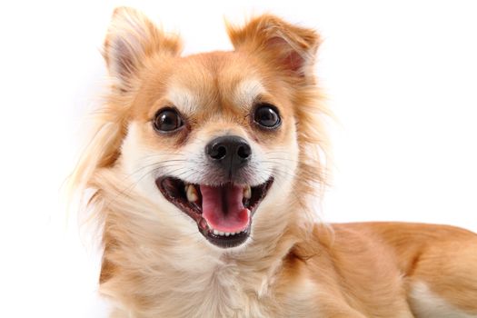 young chihuahua with open mouth isolated on the white background
