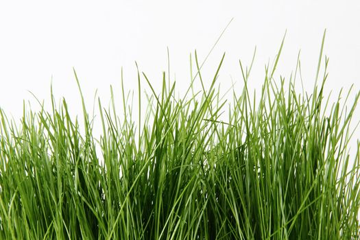 green grass isolated on the white background