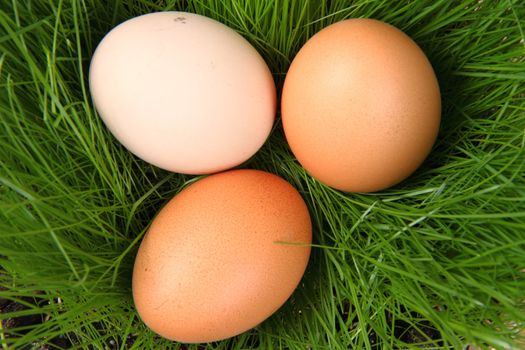 easter eggs in the green grass as nice spring background