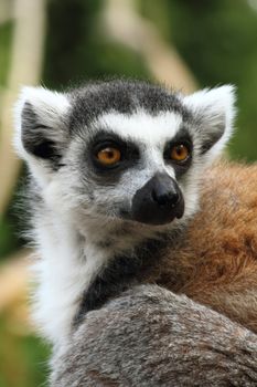 lemur monkey as nice animal living in Madagaskar