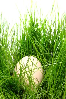 easter egg in the green spring grass 