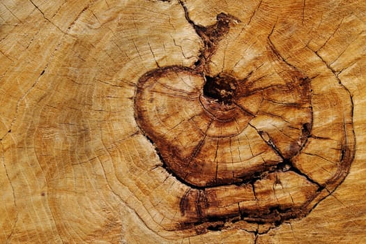 wooden background as very nice natural texture