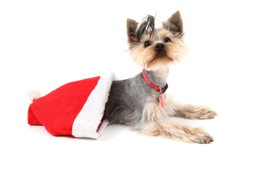 yorkshire terrier in the red cap isolated on the white background