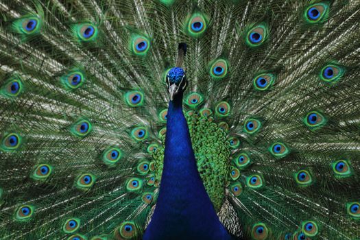 very nice peacock as color animal background