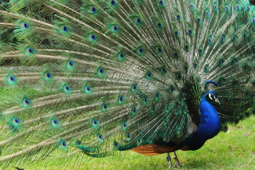 very nice peacock as color animal background