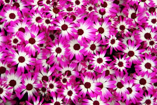 violet and white flowers asi nice natural background