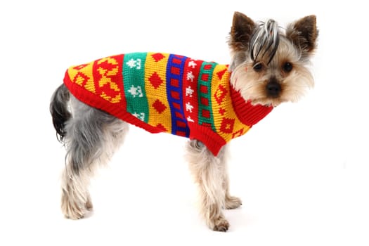 yorkshire terrier is dressed isolated on the white background