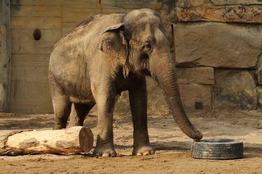 nice elephant is walking in the open area  