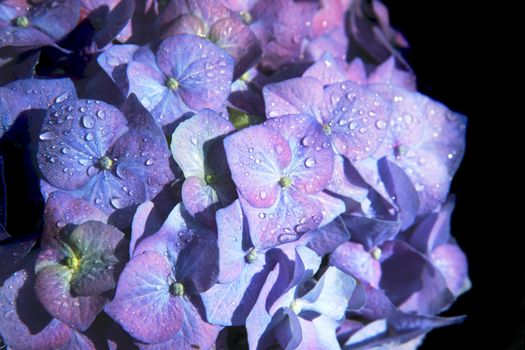 blue flowers with water drops as nice natural background