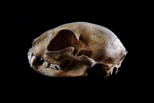 cat skull isolated on the black background