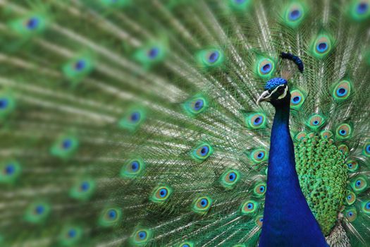 peacock with nice feathers as nice natural background
