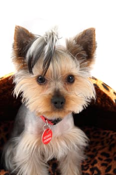 young yorkshire terrier isolated on the white background