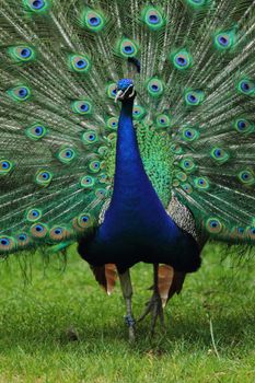 very nice peacock as color animal background