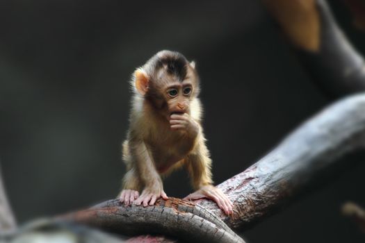 small monkey child is walking on the tree