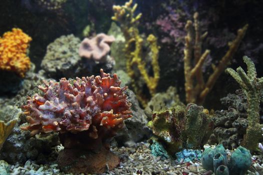 natural sea plants as nice aquarium background