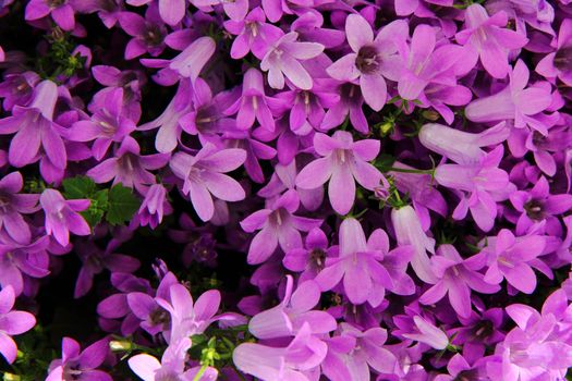 violet flowers as very nice natural background