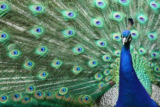 nice blue and green peacock as animal background