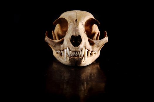 cat skull isolated on the black background