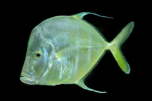 color exotic fish from the deep sea 