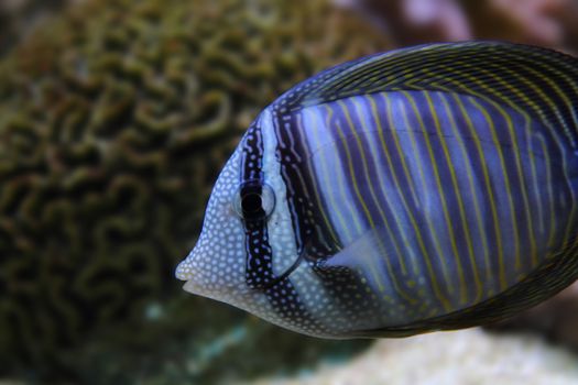 exotic sea fish on the aquarium background