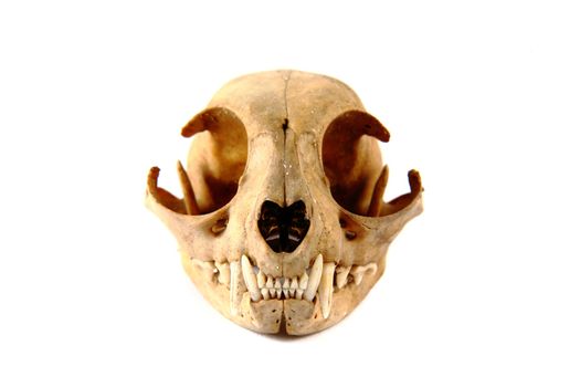 cat skull isolated on the white background