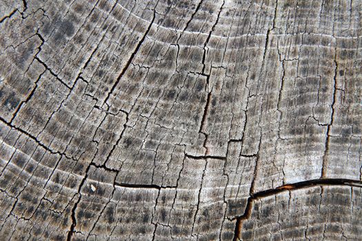 wooden background as very nice natural texture