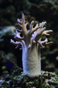 exotic coral isolated on the aquarium background