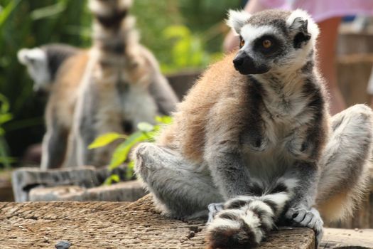 lemur monkey as nice animal living in Madagaskar