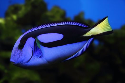 exotic sea fish on the aquarium background